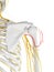 The Axillary Nerve