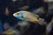 Axillary wrasse