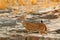 Axis axis, spotted deer or axis deer, nature habitat. Bellow majestic powerful adult animal in stone rock water pond. Deer hidden