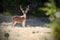 Axis Deer Chital Buck, velvet antlers, Texas Hill Country