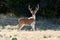 Axis Deer Chital Buck, velvet antlers, Texas Hill Country