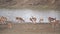 axis deer herd at a waterhole in tadoba, india- 4K 60p