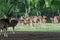 Axis deer in the Parque Zoologico Lecoq in the capital of Montevideo in Uruguay.