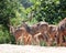 Axis deer(spotted deer) & sambar deer(Philippine deer)