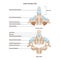 Axis. The second cervical vertebra of a spine. Front and back view