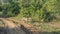 Axis spotted deer runs along the side of a dirt road.