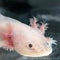 Axolotl (Ambystoma mexicanum)