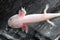 Axolotl (Ambystoma mexicanum)