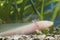 Axolotl (Ambystoma mexicanum)