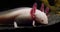 Axolotl, ambystoma mexicanum, Real Time