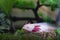 Axolotl Ambystoma mexicanum walking on a grass in aquarium. Amphibian or salamander in a fish tank