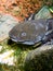 Axolotl underwater