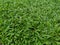 Axonopus compressus, Tropical Carpet Green leaves lawn grass in garden nature background