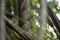 Ayahuasca plants in a region of the Peruvian jungle.