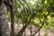 Ayahuasca plants in a region of the Peruvian jungle.