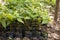 Ayahuasca plants in a region of the Peruvian jungle.