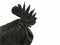 Ayam Cemani Chicken isolated on white background with copy space.