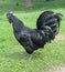 Ayam Cemani Cockerel