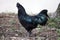 Ayam Cemani Cockerel Profile Looking At Viewer