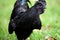 Ayam Cemani Rooster Agitated Beak Open
