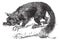 The Aye-aye, lemur or Daubentonia madagascariensis. Vintage engraving