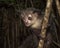 Aye-aye, nocturnal lemur of Madagascar