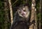 Aye-aye, nocturnal lemur of Madagascar