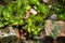 Aye-green or houseleek Sempervivum in a rock garden.