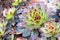 Aye-green (Sempervivum), houseleek