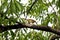 Ayeyarwady Bulbul and Pycnonotus conradi Its beak is catching a worm on a tree