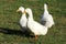Aylesbury duck

Domestic duck breed