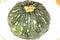 Ayote squash, kadu, Winter squash, Petha, Cucurbita moschata