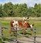 Ayrshire cattle