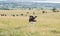 Ayrshire Cattle in Field above Troon Ayrshire Scotland