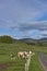 Ayrshire Cattle in a field beside the small winding single track road into Glen Prosen in Scotland.