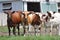 Ayrshire Cows in Barn yard S/W Ontario