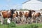 Ayrshire Cows in Barn yard S/W Ontario