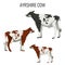 Ayrshire cows on white. Vector illustration of dairy cattle