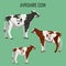 Ayrshire cows on white. Vector illustration of dairy cattle