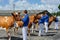 Ayrshire dairy cattle in competition.