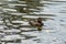 Aythya nyroca Ferruginous Duck in the water