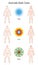 Ayurveda Body Constitution Types Symbols Vata Pitta Kapha Couples Chart