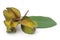 Ayurvedic arjun fruit