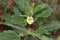 Ayurvedic herb ashwagandha flowering plant on garden