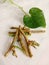 Ayurvedic herb giloy leaf and stick