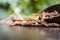 Ayurvedic herb Satavari with its powder on wooden surface.