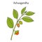 Ayurvedic Herb Withania somnifera, known as ashwagandha, Indian ginseng, poison gooseberry, or winter cherry