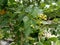 AYURVEDIC MEDICINAL PLANT Nyctanthes arbor-tristis OR PARIJAT FLOWER AND LEAF