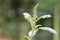 A Ayurvedic medicinal tulsi  flower