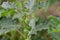 Ayurvedic plant Gokhru  Tribulus terrestris, Land caltrops, Puncture vine green plant with wild thorny fruits on herb Gokhru